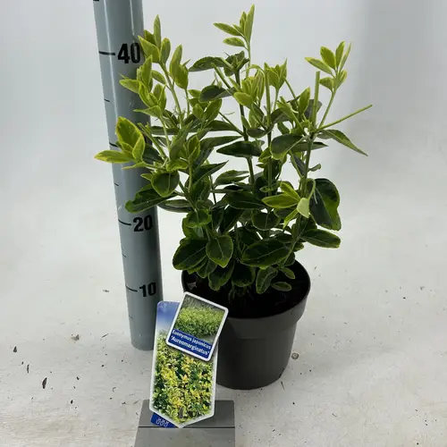 Euonymus Jap. Aureomarginatus T17 H025