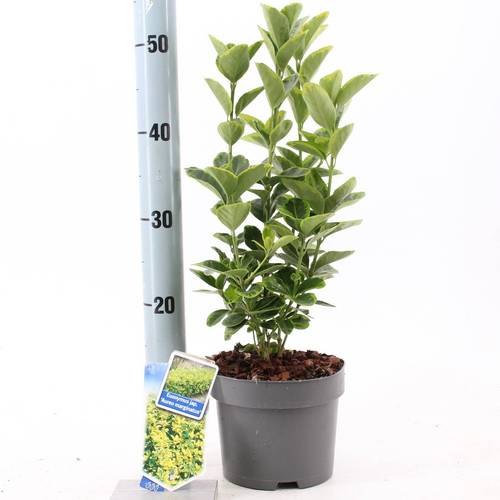 Euonymus Jap. Aureomarginatus T17 H025