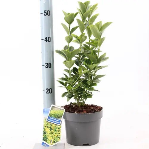 Euonymus Jap. Aureomarginatus T17 H025