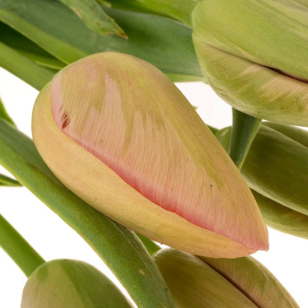 Franz.rosa Swarovski 50 Gramm 50cm