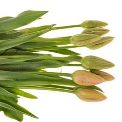 Franz.rosa Swarovski 50 Gramm 50cm