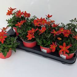 Bidens orange Ferulifolia T12 H025
