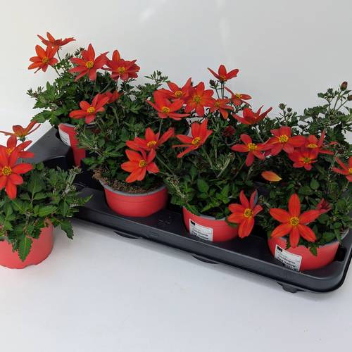 Bidens orange Ferulifolia T12 H025