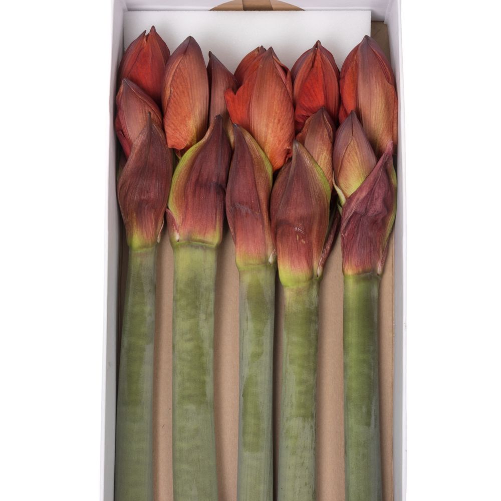 Amaryllis rot gefüllt Double King 