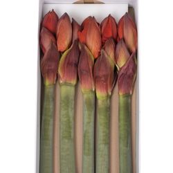 Amaryllis rot gefüllt Double King 