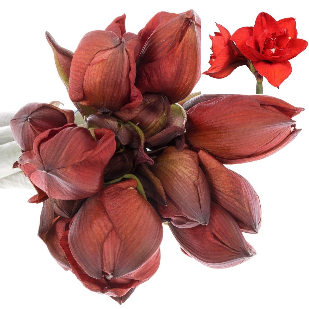 Amaryllis rot gefüllt Double King 