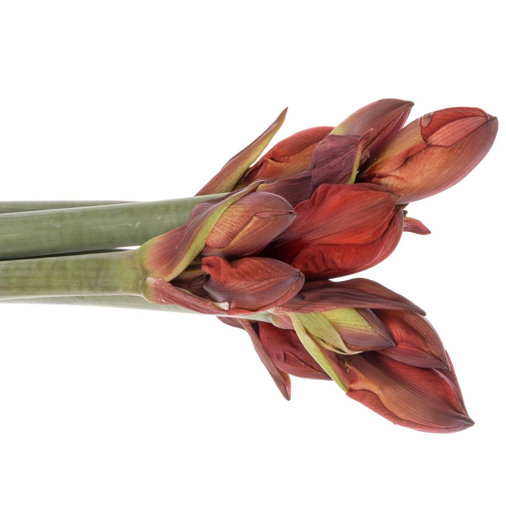 Amaryllis rot gefüllt Double King 