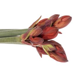 Amaryllis rot gefüllt Double King 