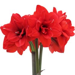 Amaryllis rot gefüllt Double King 