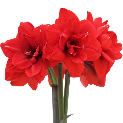 Amaryllis rot gefüllt Double King 