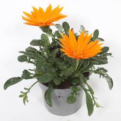 Gazania orange Rigens New Day T12 H022