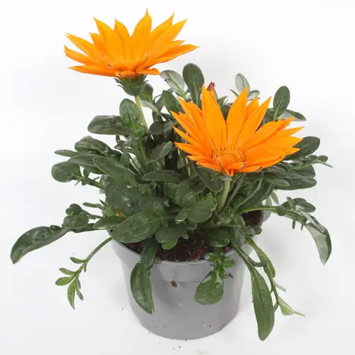 Gazania orange Rigens New Day T12 H022