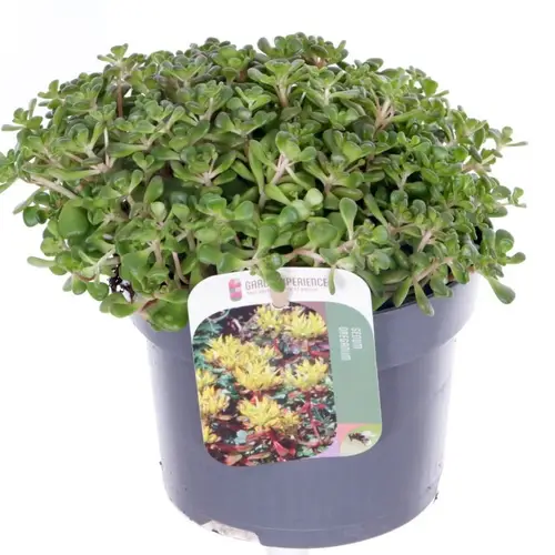 Sedum braun Oreganum T13 H015