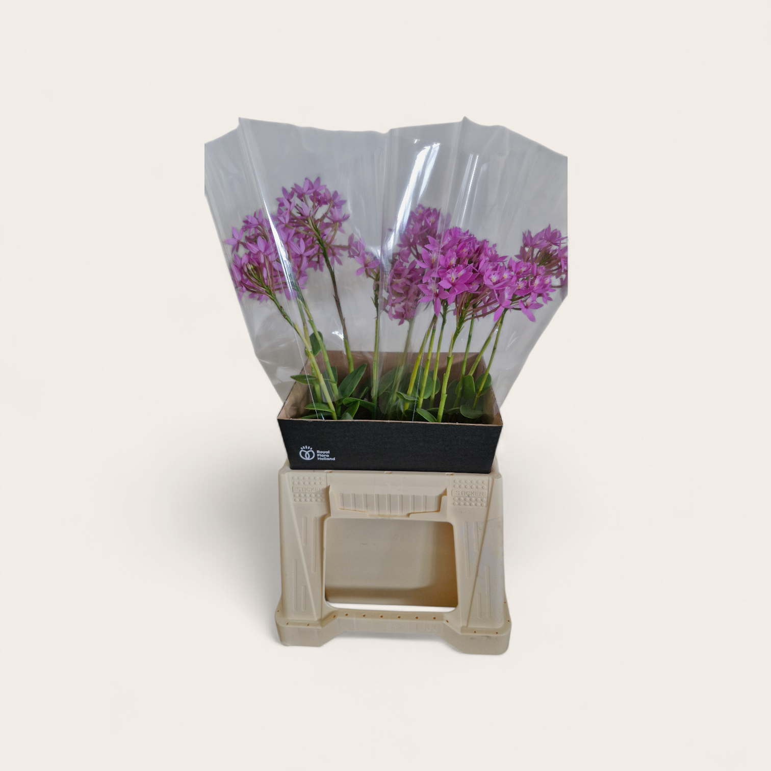 Epidendrum rosa Ballerina 45cm
