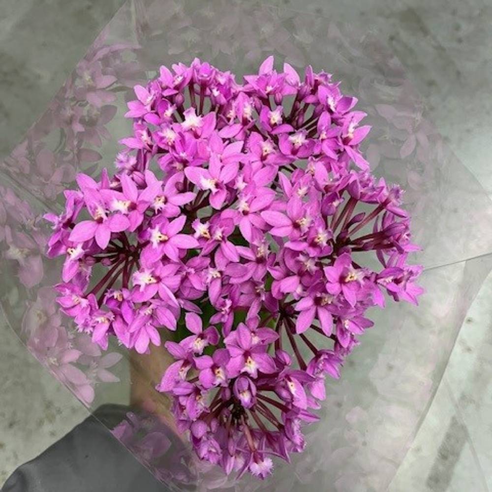 Epidendrum rosa Ballerina 45cm