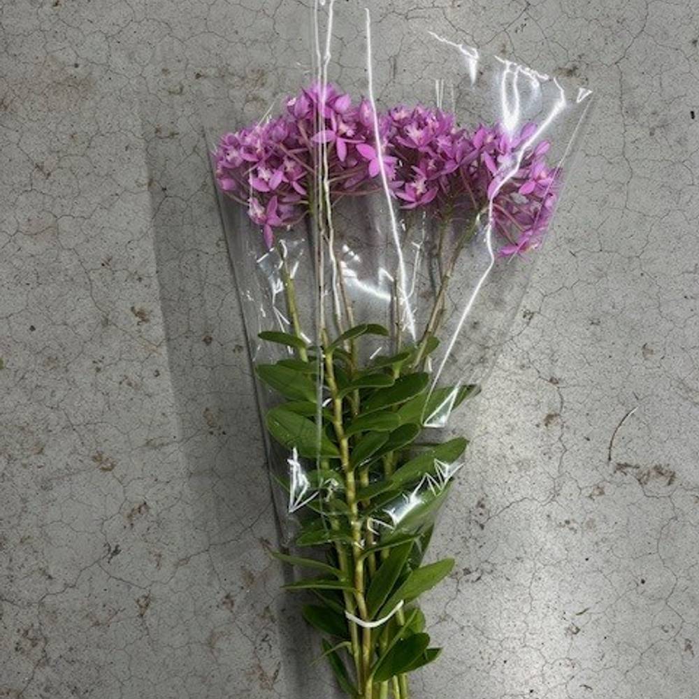 Epidendrum rosa Ballerina 45cm