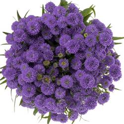 Aster lila Parade 45 Gramm 85cm