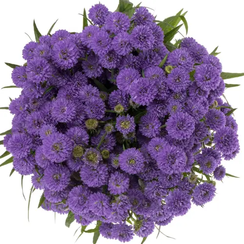Aster lila Parade 45 Gramm 85cm