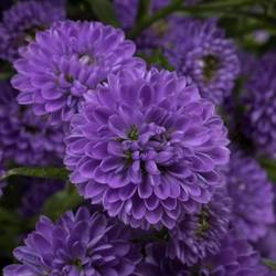 Aster lila Parade 45 Gramm 85cm