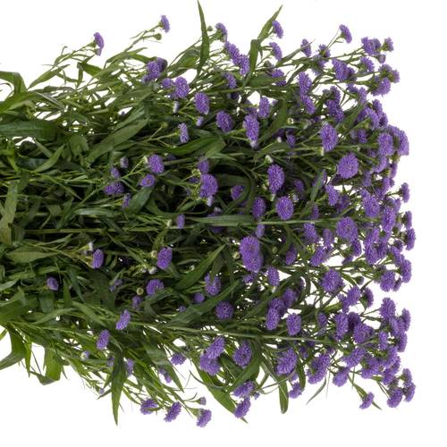 Aster lila Parade 45 Gramm 85cm