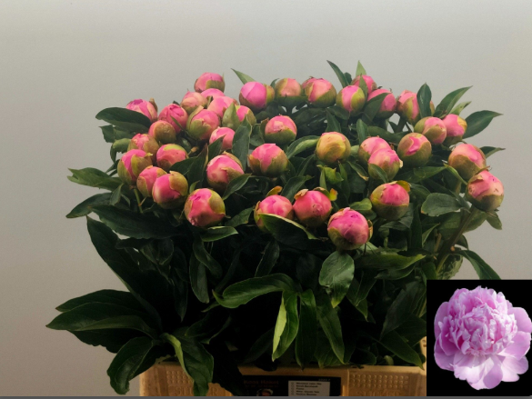 Pfingstrose dunkel rosa gefüllt Jules extra 60cm