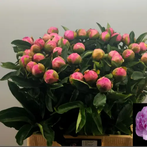 Pfingstrose dunkel rosa gefüllt Jules extra 60cm