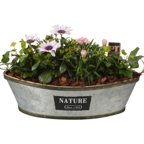Garten Arr3830 T37 H23