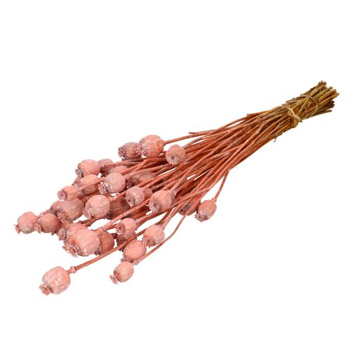 Trocken Mohn frosted rosa L70cm