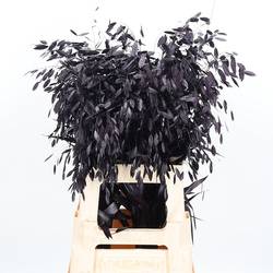 Chasmanthium lila aubergine gefärbt 70cm