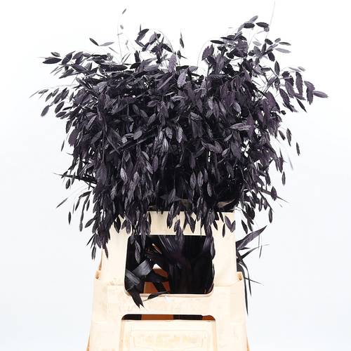 Chasmanthium lila aubergine gefärbt 70cm