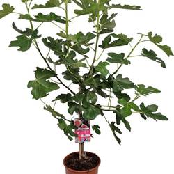 Ficus grün Carica Stem Black Fruits T21 H110