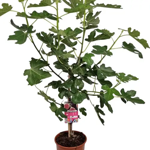 Ficus grün Carica Stem Black Fruits T21 H110