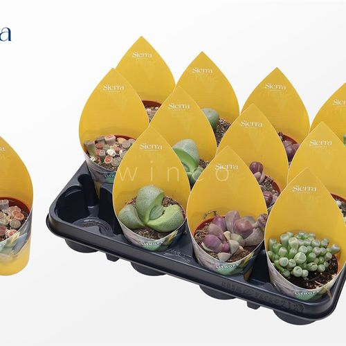 Lithops mix Sierra Tüte T08,5 H18