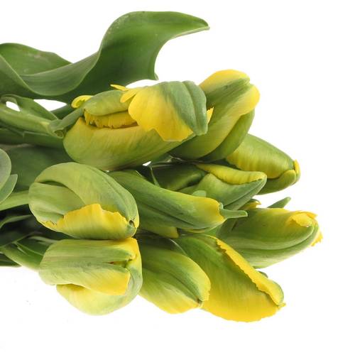 Franz.gelb pap. La Courtine 60 Gramm 55cm