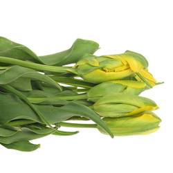 Franz.gelb pap. La Courtine 60 Gramm 55cm