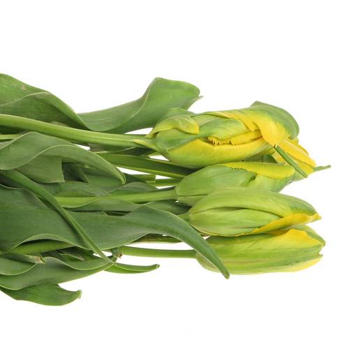 Franz.gelb pap. La Courtine 60 Gramm 55cm