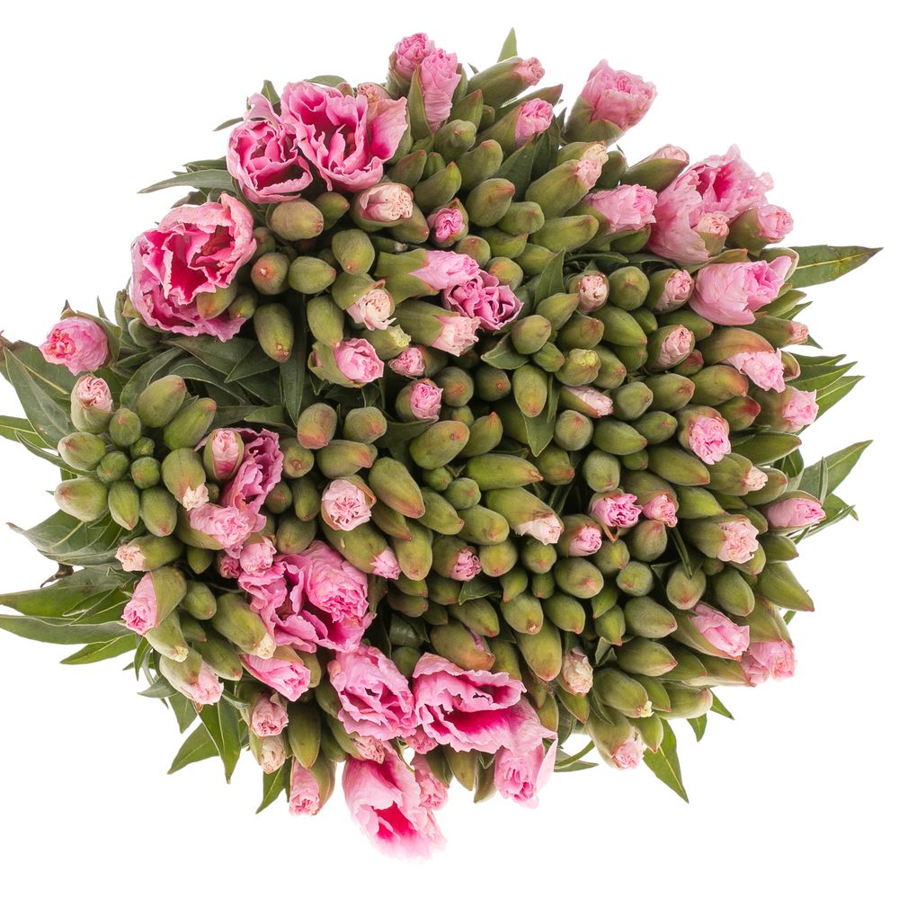 Godetia rosa Bündel 40cm