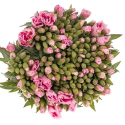 Godetia rosa Bündel 40cm