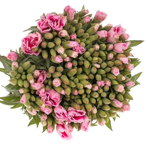 Godetia rosa Bündel 40cm