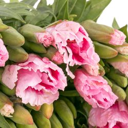 Godetia rosa Bündel 40cm