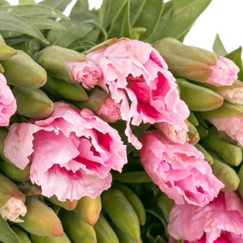 Godetia rosa Bündel 40cm