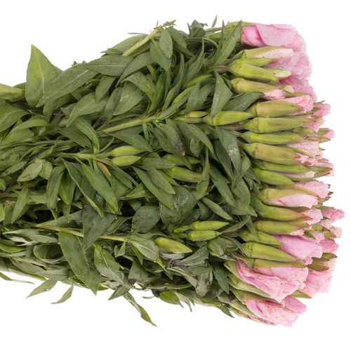 Godetia rosa Bündel 40cm