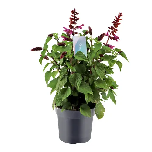 Salvia Salgoon Strawberry T17 H060