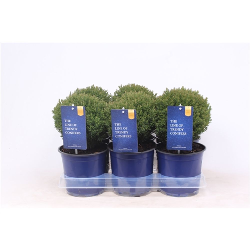 Thuja Occ Teddy T15 H030