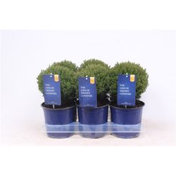 Thuja Occ Teddy T15 H030