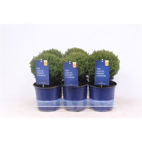 Thuja Occ Teddy T15 H030