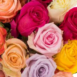 Rose mix Im Bund (Ec) 50cm