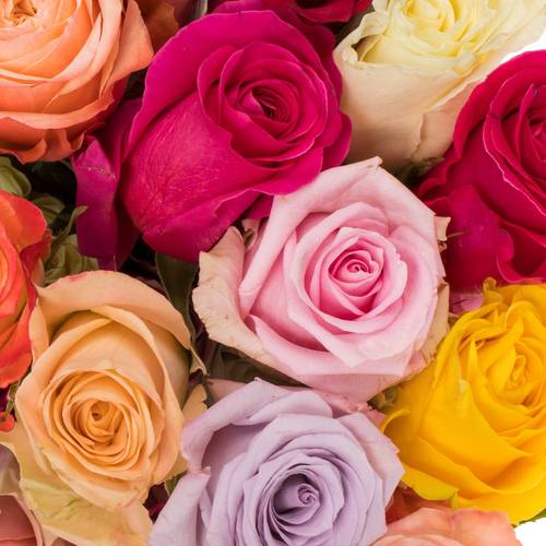 Rose mix Im Bund (Ec) 50cm