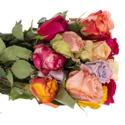 Rose mix Im Bund (Ec) 50cm
