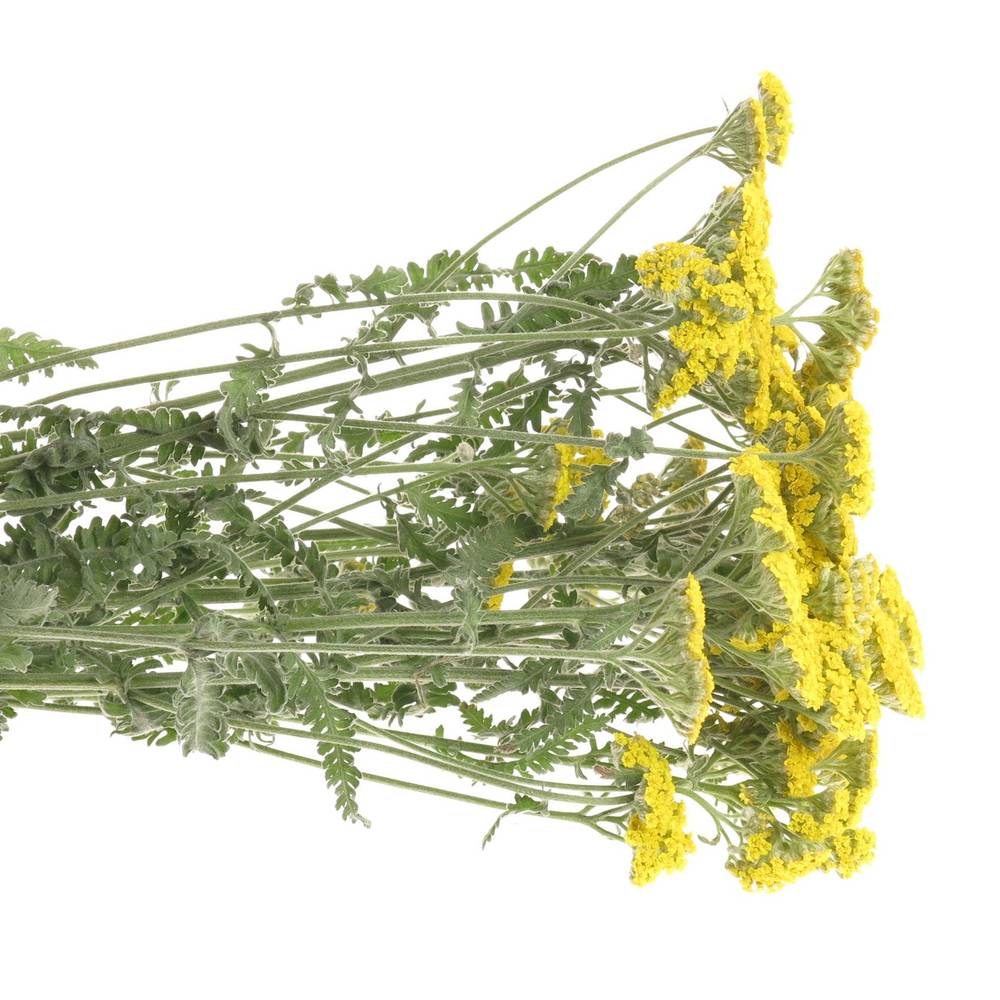 Achillea gelb Lemon 60cm
